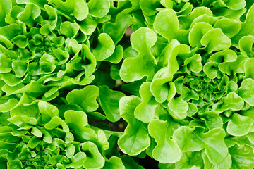 Fototapeta na wymiar Overview of green lettuce heads that can be used as background
