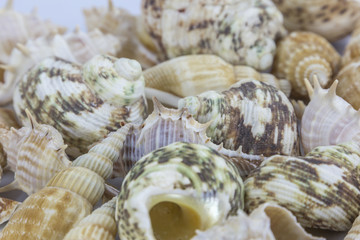 sea shells on white background