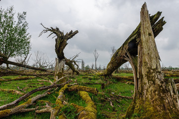 Fototapeta premium Fallen Trees in a Nature Reserve