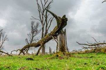 Fallen Trees in a Nature Reserve