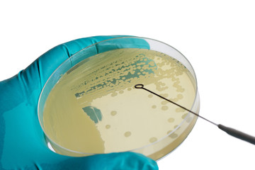 Close up photo of microbiologist hand cultivating a petri dish whit inoculation loops on isolated...