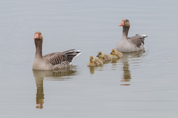 Obraz premium Geese and Goslings in Spring