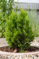 little young green thuja in a flowerbed lined with gravel