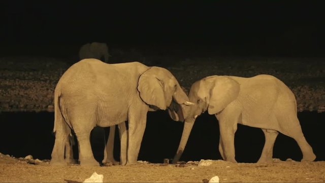African elephants (Loxodonta africana) at a waterhole at night, Etosha National Park, Namibia