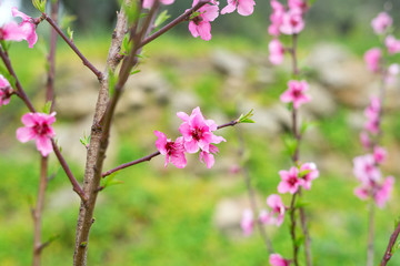 Almond flower