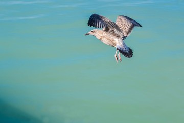 Une mouette