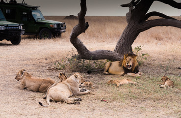 Herd of Lion at Serengeti national Park,Tanzania