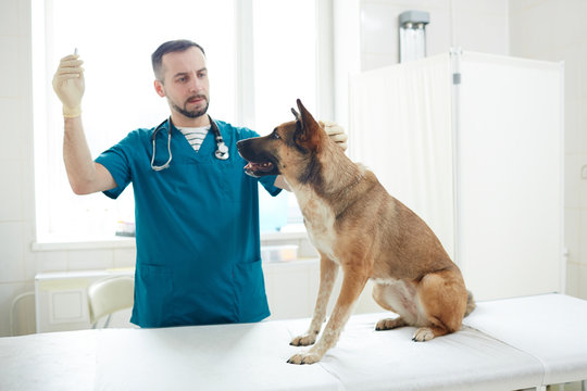 Professional vet in uniform examining eyesight of one of fluffy patients in clinics