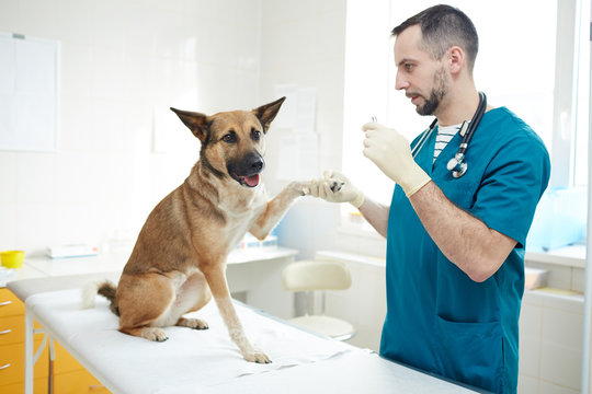 Professional veterinarian holding paw of shepherd dog during check-up