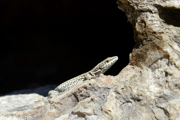 A lizard that heats in the sun on a stone, in summer.