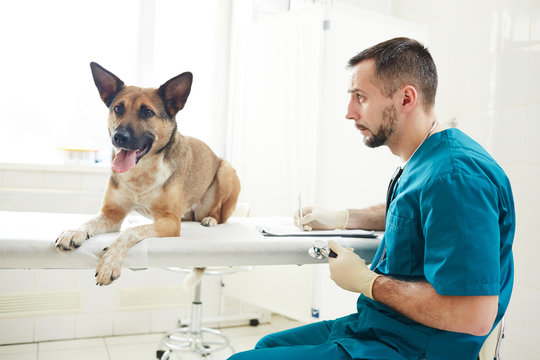 German shepherd lying on medical table while veterinarian making notes in document