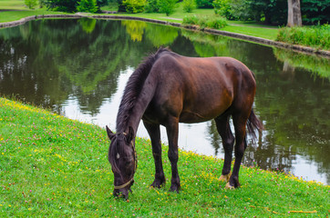 Beautiful dark brown stallion grazing on the shore of a small lake with green flowering shores
