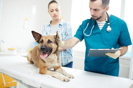 Contemporary vet in uniform examining ears of sick german shepherd with owner near by