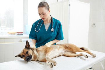 Sick dog lying on medical table while young veterinarian specialist examining patient