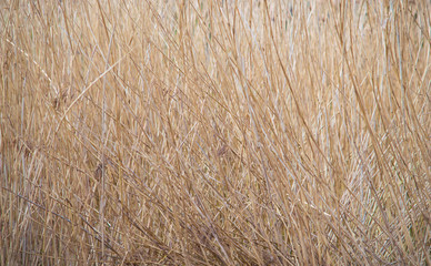 Wood bracken background