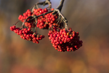 rowans or mountain-ashes tree fruits