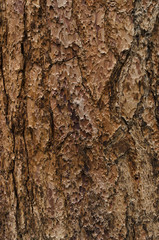 Sequoia bark. Sequoia rind. Sequoia texture. Background. Backdrop. Wood. Coniferous tree. Sequoia pattern. Closeup wooden texture.