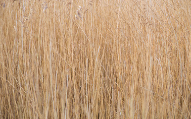 Gold wheat grass background