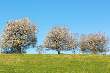Naklejka premium Cherry trees flowering at the field