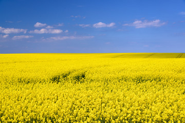 Rapsfeld bis zum Horizont