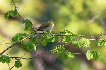 Green Warbler