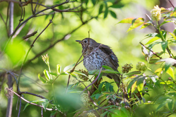 Song thrush on a tree branch