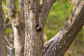 Starling in tree nest