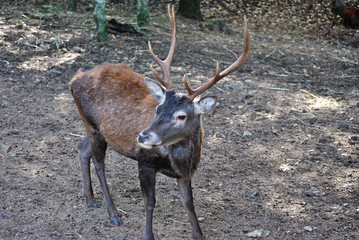 Cervo nel recinto di Maidopis, Sinnai