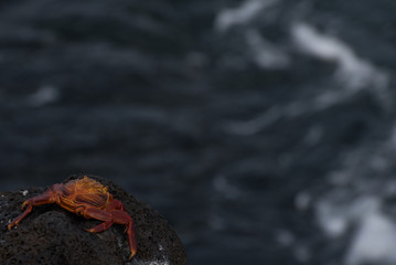 Sally Lightfoot Crab