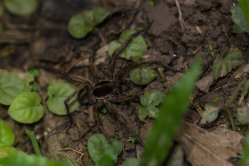 Huntsman