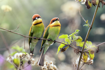 The chestnut-headed bee-eater is a near passerine bird in the bee-eater family Meropidae. It is a resident breeder in the Indian subcontinent and   to Southeast Asia, including Thailand.