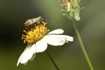 Butterflies are insects in the macrolepidopteran clade Lepidoptera, which also includes moths. Adult butterflies have large, often brightly coloured wings, and conspicuous, fluttering flight.
