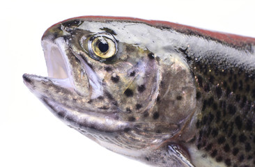 Fish trout