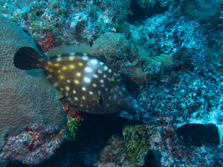 Whitespotted Filefish