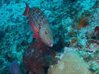 Spotlight Parrotfish