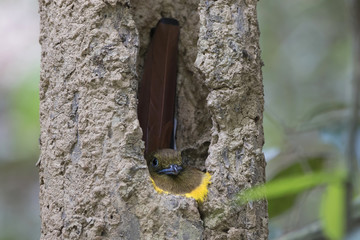 The orange-breasted trogon (Harpactes oreskios) is a species of bird in the family Trogonidae.  The...