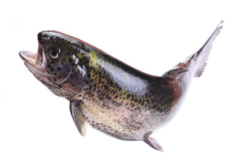 Fish trout - obrazy, fototapety, plakaty