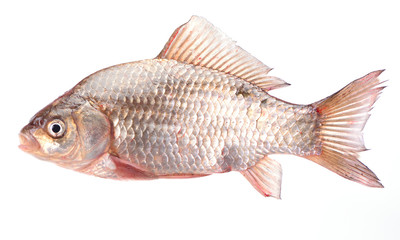 Fish crucian