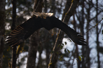 Swooping Bald Eagle