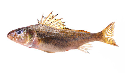Fish ruff