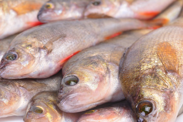 Fish perch