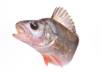 Fish perch