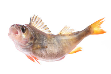 Fish perch