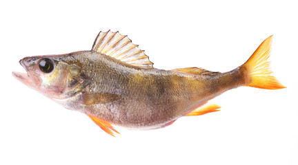 Fish perch