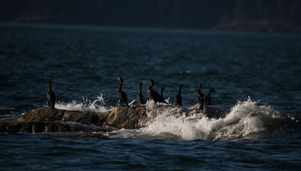 Cormorants