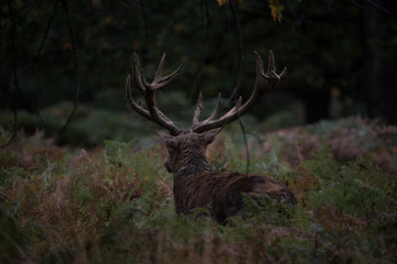 Fototapeta premium Red Deer Stag