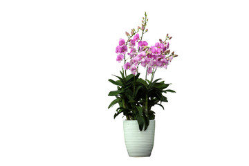 moth orchid