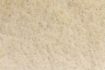 View on the texture of the mushroom cap - pores (bottom) -  background. Brown Birch Bolete...