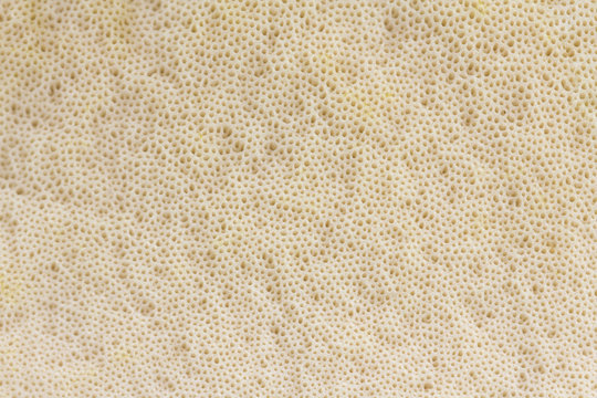 View on the texture of the mushroom cap - pores (bottom) -  background. Brown Birch Bolete (Leccinum scabrum, Boletus scaber)
