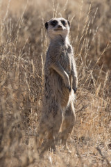 Meerkat